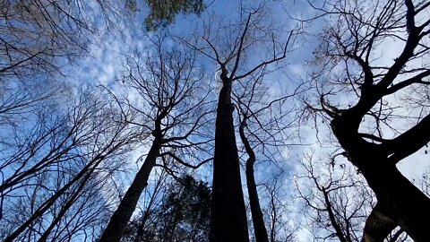 Kerr Mill - Historic Tree Trail - Sloan Park, North Carolina - Backroads America