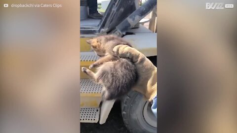 Cet homme a adopté un renardeau pensant que c'était un chiot