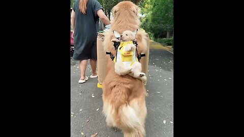 mother dog #funniestvideo #funnypuppy #funnyanimals #funny #yshorts #viral#trending