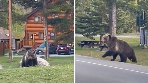 Grizzly bear casually strolls local Canadian neighborhood