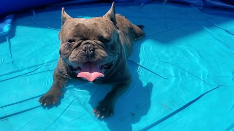 Bulldog first time in swimming pool cooling off his body
