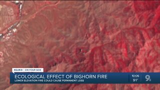 Ecological effect of Bighorn Fire