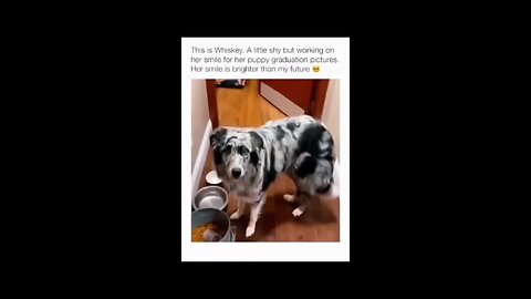 funny Dog compilation