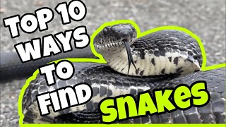 Top 10 Ways to Find Snakes