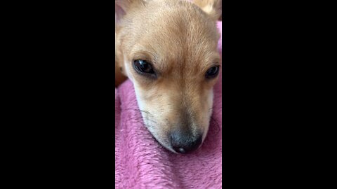 My Cute Litttle Puppy Playing With His Toy