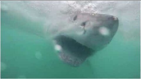 A mordida de um tubarão-branco como nunca viu