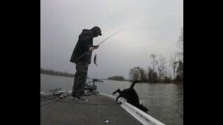 Dog overboard!!!! Pickwick Lake bass fishing