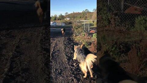 DOGs Rough Fun Play | German Shepherd vs. Two Dogs | Watch till End for SPRINT | Dog D.I.Y in 4D