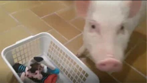 Ce cochon nain s'occupe du linge!