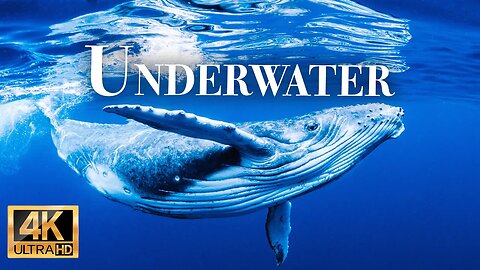 подводное чудо 4k - Замечательный фильм о дикой природе с успокаивающей музыкой