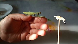 How you can feed a praying mantis at home