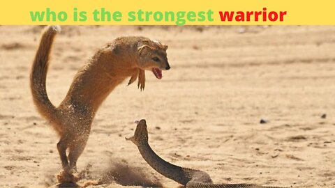 Cobra vs Mongoose snake incredible fighting ||