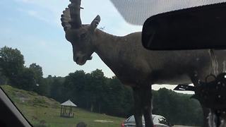 A Ram Jumps On Top Of A Car