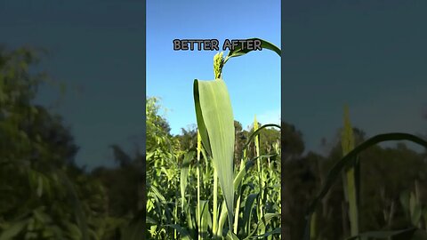 Mow or Graze this Sorghum Sudangrass Cover Crop? #covercrops #regenerativeagriculture #soilhealth