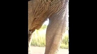 Unexpected Elephant Encounter Ends Up With Smashed Windshield