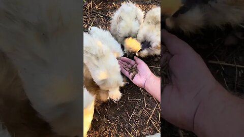 Feeding Silkies 07/08/23