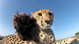 Caught On Camera: Curious Cheetah Uses GoPro As A Chew Toy