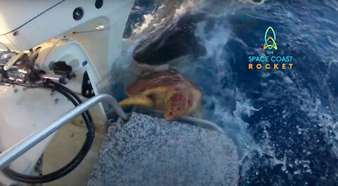 Fishermen rescue sea turtle from jaws of tiger shark