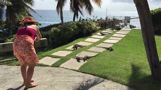 Woman Surrounded By Lizards