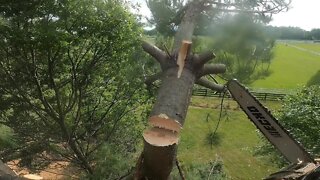 Dual Trunk Pine Takedown - 4 Hour Top and Drop