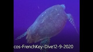 Turks & Caicos - French Key Dive Sea Turtle