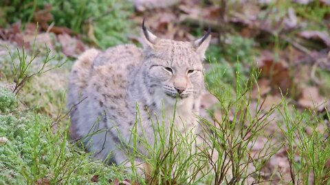 European lynx lies in the forest at late fall