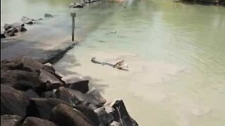 Episk kamp mellom krokodille og fisker i australsk elv