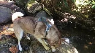 husky playing in the forest - Relaxing Sounds of nature stream water sounds