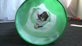 Kitty Jumps into Cat Tunnel