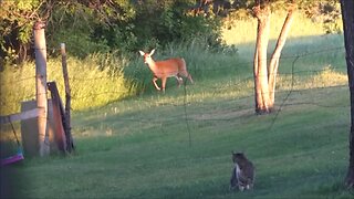 K2 The Cat Meets Curious Whitetail Deer - (Or Vice Versa?)