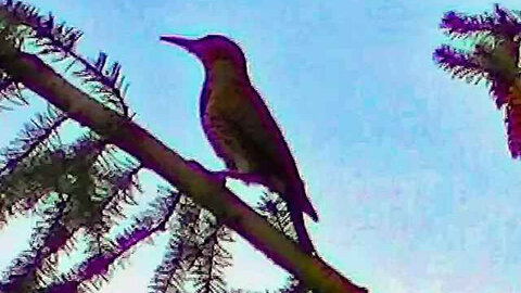 IECV NV #290 - 👀 Small Bird & A Northern Flicker In The Neighbor's Pine Trees 🐦5-3-2017