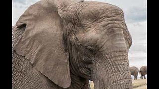 Elefante resgatado após 40 anos em cativeiro