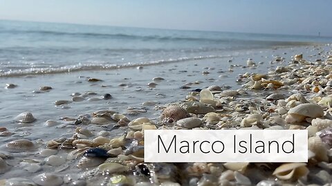 Searching for Seashells at low tide. Marco Island seashell hunt at my not-so-secret shelling spot.