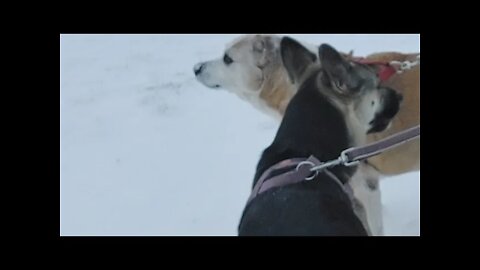 Shepky & Mutt Playing In the Snow : First Live Zoomies, Playing Ball, Barking and EATING SNOW