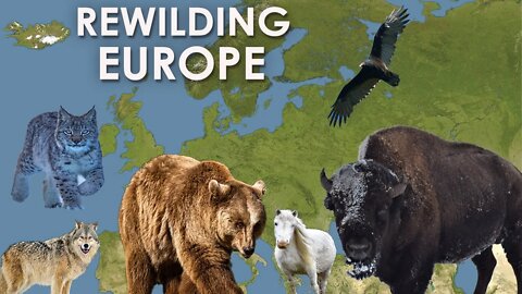 THIS 6 ANIMAL SPECIES HAVE A GREAT CONTRIBUTION IN REWILDING EUROPE-HD