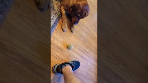 Gus playing "chill" fetch. 😆 #shorts #dogvideos #fetch