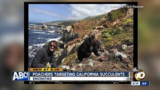 Poachers targeting rare California succulents