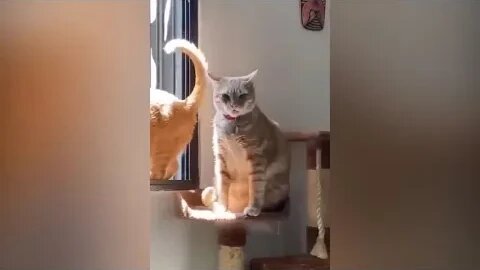 Funny Animal Videos 2023 😂 Funniest Cats And Dogs Videos 😺😍Don't try to hold back Laughter