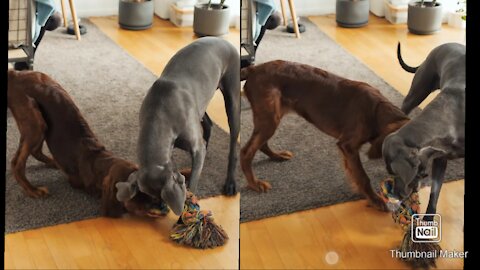 Dogs Playing With Toy on the Floor