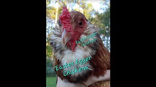 Easter Egger Chickens