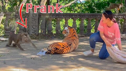 Fake Tiger Prank with Monkey So Funny