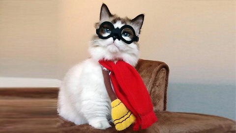 Tabby Potter: Munchkin Moggy Becomes Online Celebrity
