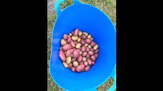 Potato Harvest time!