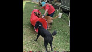 Malinois jumps on tunnel instead of going through tunnel.