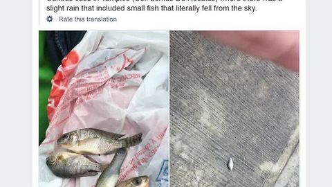 Fish fall the sky in Mexico