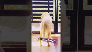 ‘Kutta’ Nahi, Jigar ka Tukda Hei thu 😘 ! #goldenretriever #ytshorts #shorts #viral