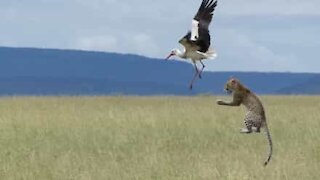 Uccello scappa miracolosamente dall'attacco di un leopardo