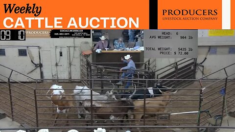 10/12/2023 - Producers Livestock Auction Company Cattle Auction
