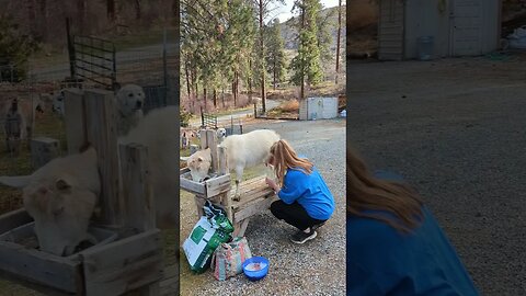 #homesteadlife #homestead #goatmilk #goats #dairygoats #simplelife #smallfarm