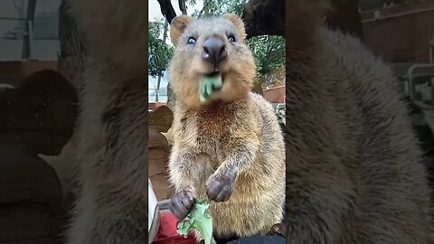 Cute funny Quokka -131